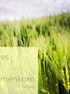 ALLES IST SAMENKORN – WARUM ZERSTÖRUNG NICHT DAS ENDE IST ALLES IST SAMENKORN – WARUM ZERSTÖRUNG NICHT DAS ENDE IST